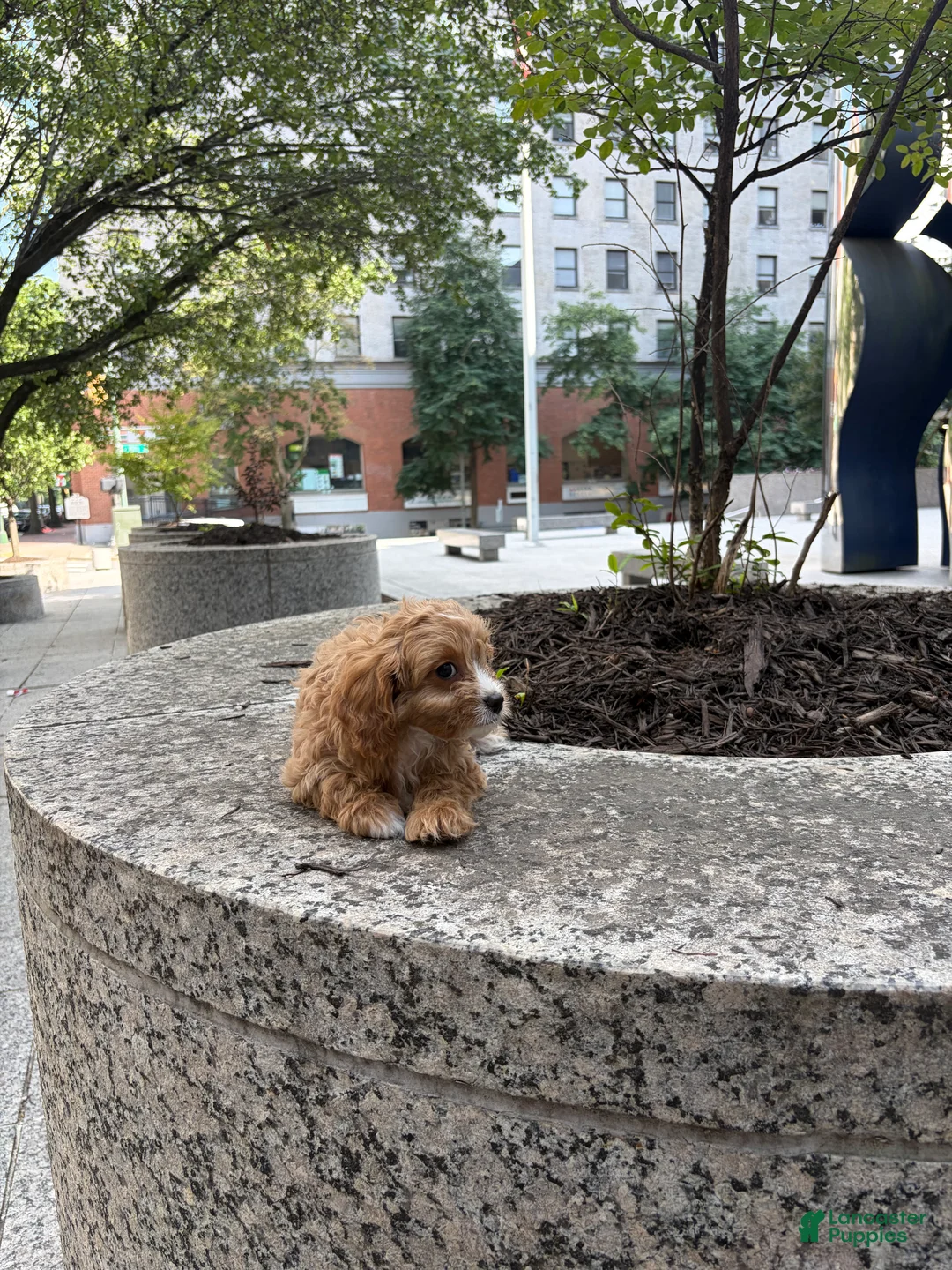 Cavapoo dogs for sale:  Cisco - Ad 2