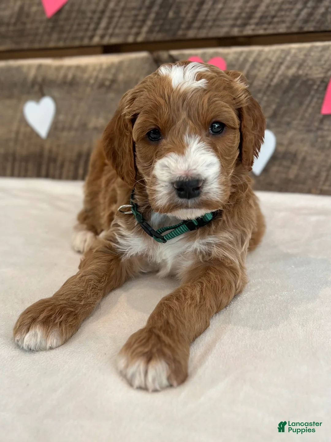 Irish Doodle dogs for sale: Scarlett - Ad 21