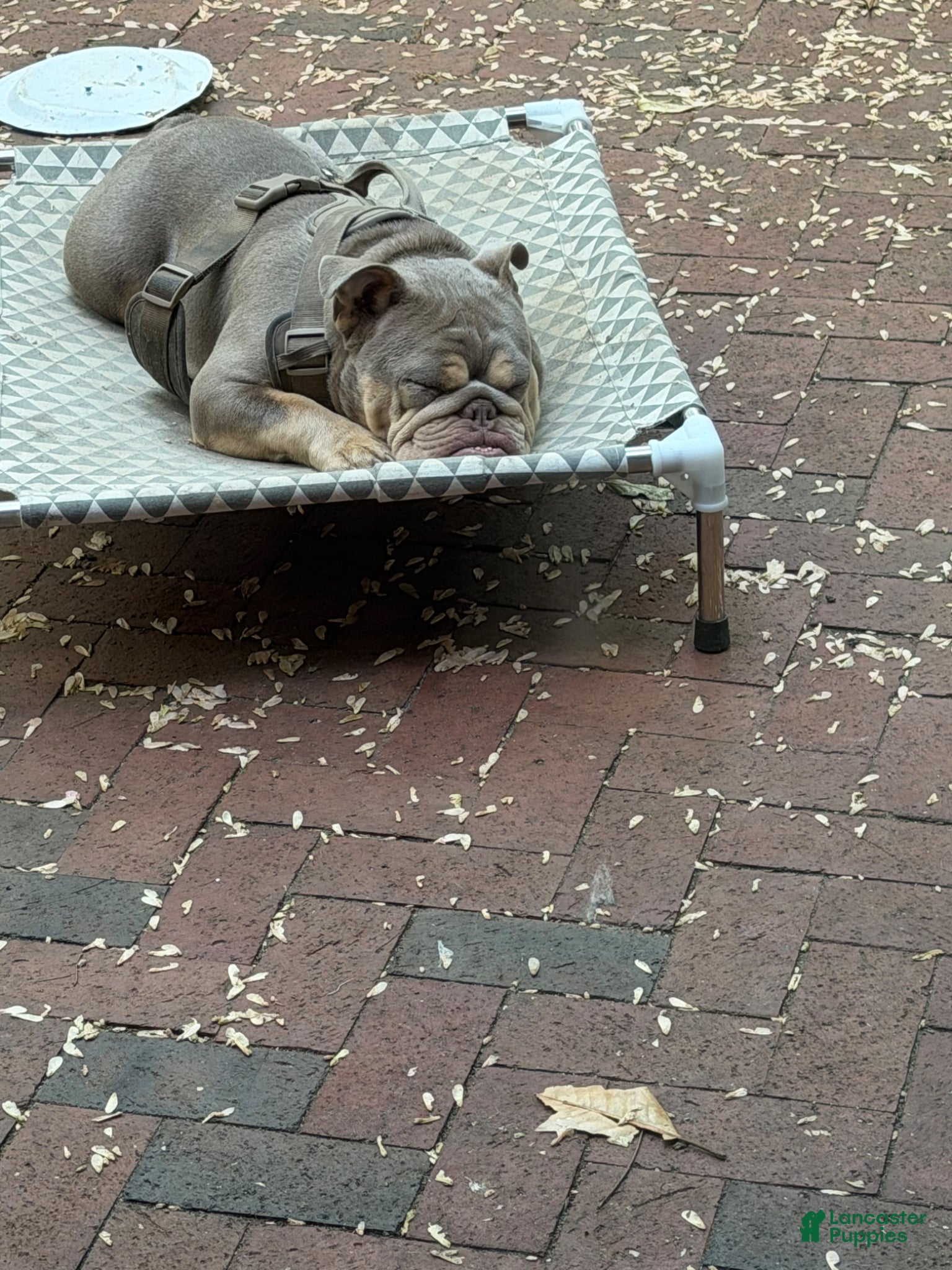 English Bulldog dogs English Bulldog Puppy 1 - Ad 1