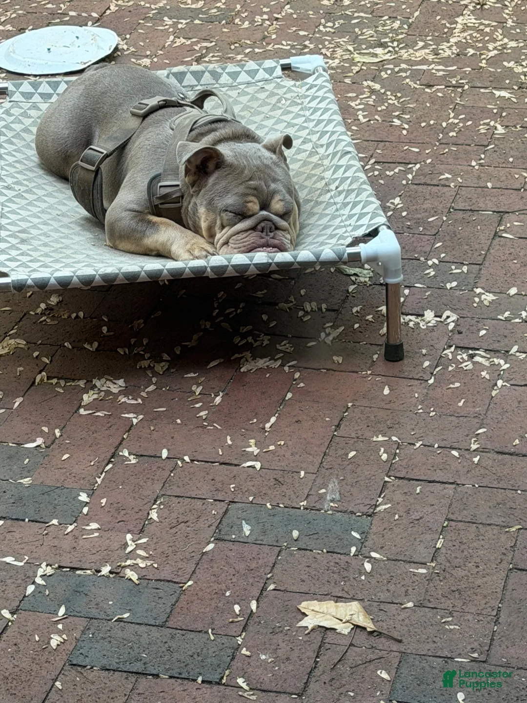 English Bulldog dogs for sale: English Bulldog Puppy 1 - Ad 1