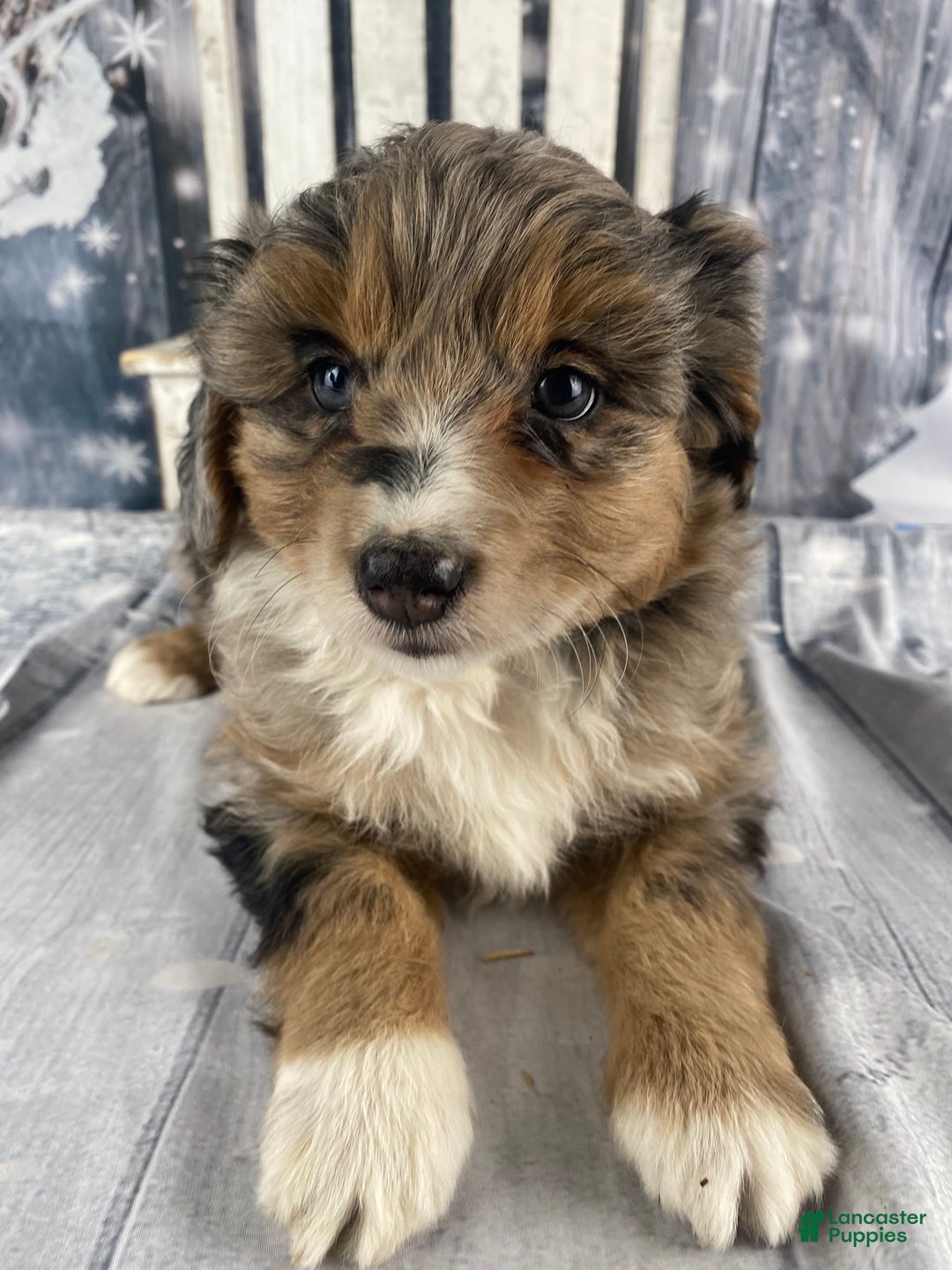 Aussiedoodle dogs for sale: Paisley - Ad 9