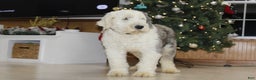 Old English Sheepdog dogs for sale: AKC Misty - Ad 1