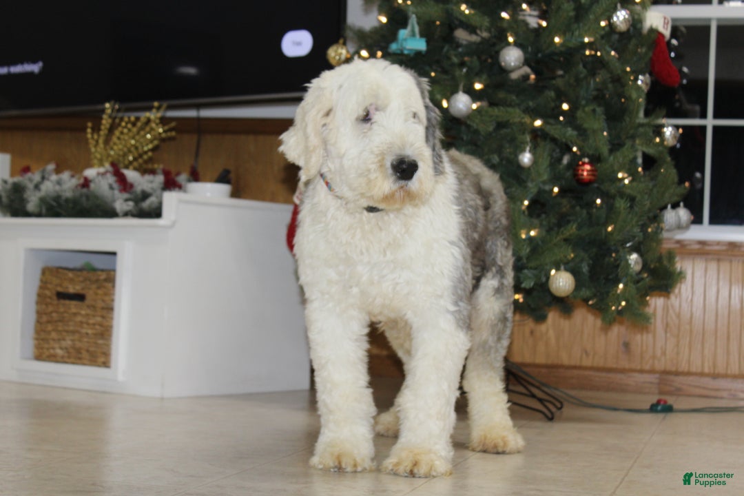Old English Sheepdog dogs for sale: AKC Misty - Ad 1