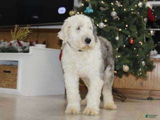 Old English Sheepdog dogs AKC Misty - Ad 3