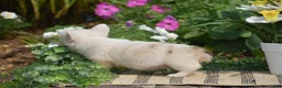 Welsh Corgi Pembroke dogs for sale: Crystal - Ad 11