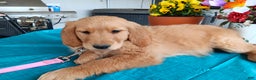 Golden Retriever dogs for sale: Sport - Ad 12