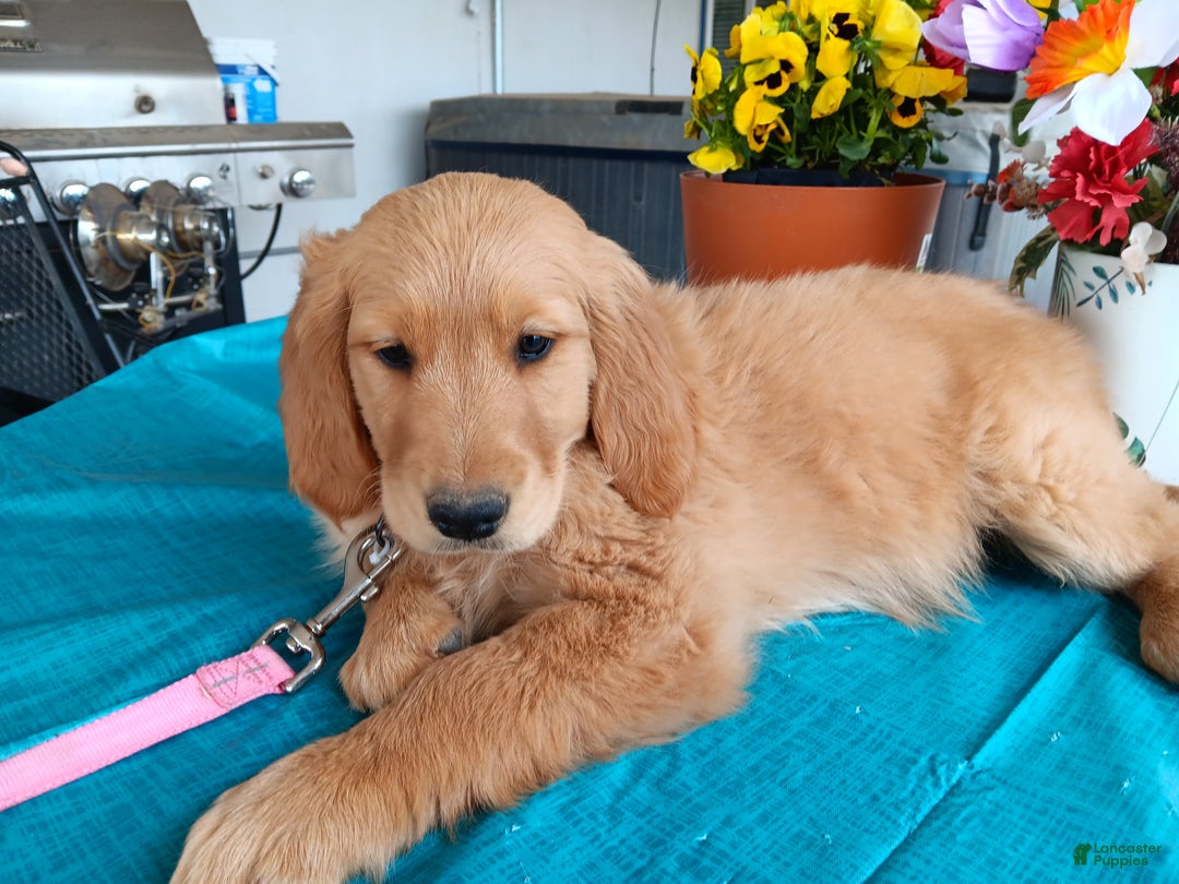 Golden Retriever dogs for sale: Sport - Ad 12