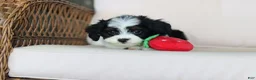 Cavapoo dogs for sale: Lacey - Ad 13