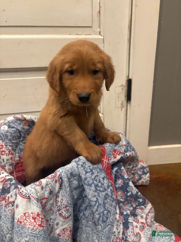 Golden Retriever dogs Hunter - Ad 4