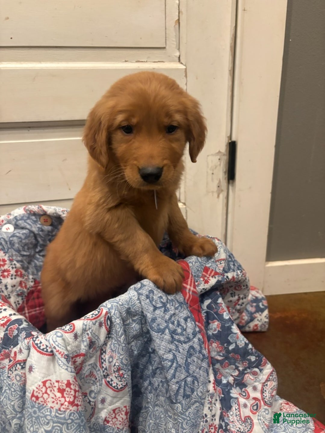 Golden Retriever dogs for sale: Hunter - Ad 1