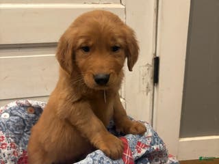 Golden Retriever dogs Hunter - Ad 4