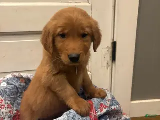 Golden Retriever dogs Hunter - Ad 39