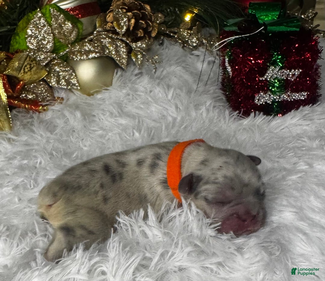 French Bulldog dogs for sale: Cupid (Visual Fluffy ) - Ad 1