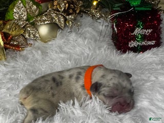 French Bulldog dogs Cupid (Visual Fluffy ) - Ad 34