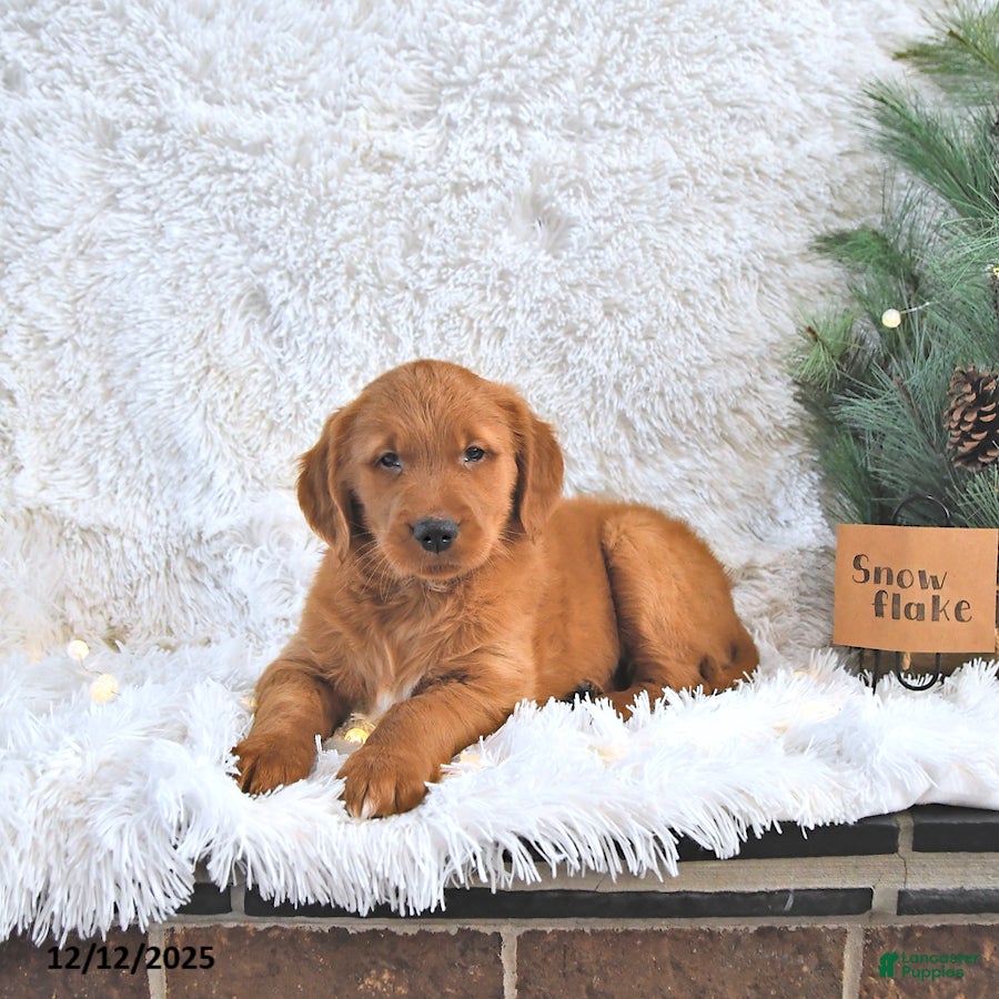 Golden Retriever dogs Snowflake  - Ad 5