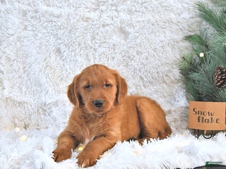 Golden Retriever dogs Snowflake - Ad 18
