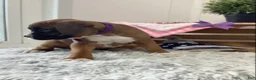 Boxer dogs for sale: Boxer Puppy 4-Sally - Ad 5