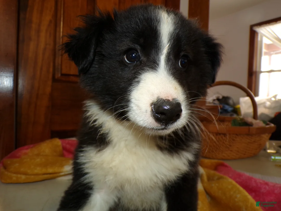 Mixed Breed dogs for sale: Mixed Breed Puppy 6 Lassy - Ad 1