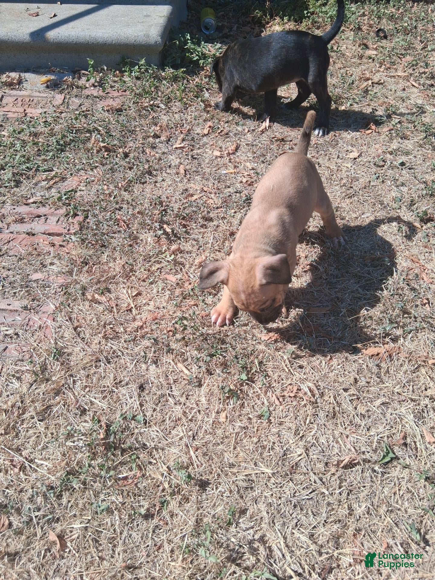 Mixed Breed dogs for sale: Mixed Breed 3 - Ad 3