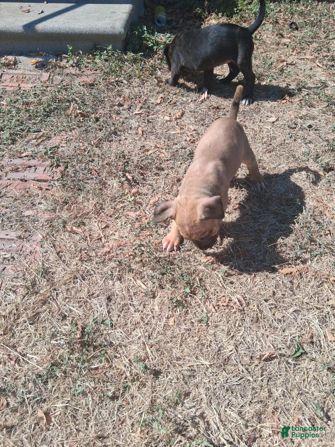 Mixed Breed dogs for sale: Mixed Breed 3 - Ad 1