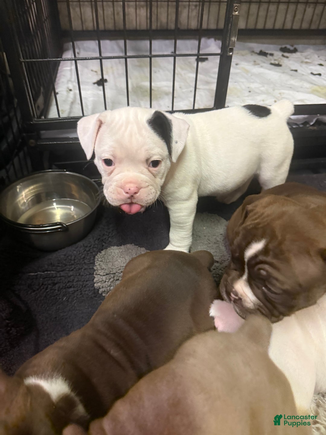 Olde English Bulldogge dogs for sale: Olde English Bulldogge Puppy 2 - Ad 3
