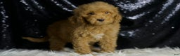 Mini Goldendoodle dogs for sale: Charger - Ad 5