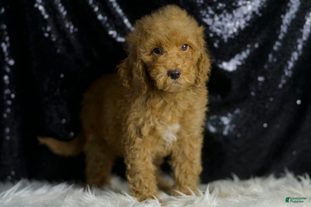 Mini Goldendoodle dogs for sale: Charger - Ad 5