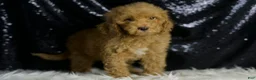 Mini Goldendoodle dogs for sale: Charger - Ad 3