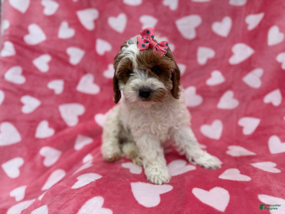 Cockapoo dogs for sale: Gumdrop  - Ad 2