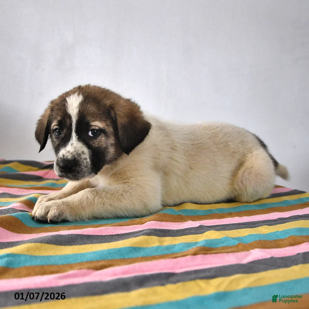 Mixed Breed dogs for sale: Max - Ad 5
