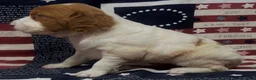 Brittany Spaniel dogs for sale: Hawkete Holly Girl 1 - Ad 15