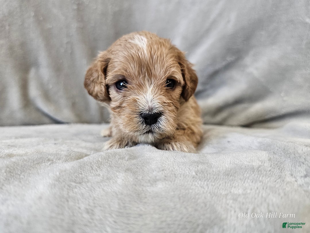Cavapoo dogs for sale: Pesto - Ad 2