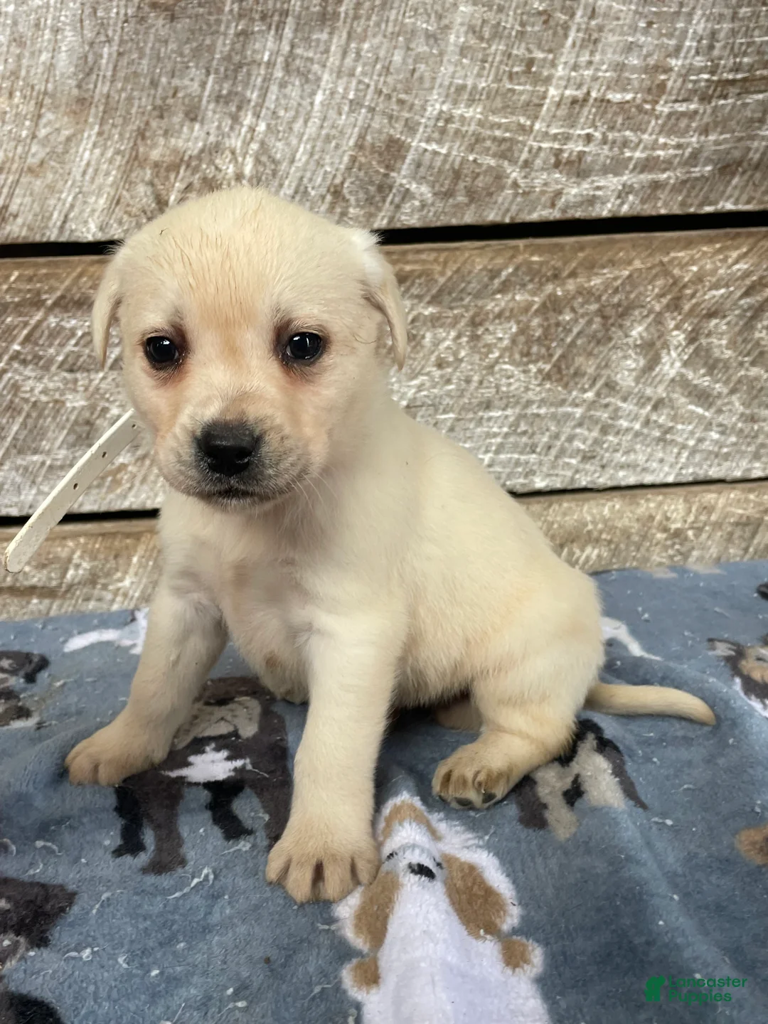 Labrador Retriever dogs for sale: Doc - Ad 4