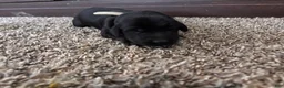 Mixed Breed dogs for sale: Scribbles - Ad 3