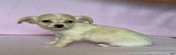 Chiweenie dogs for sale:  Sophia - Ad 6