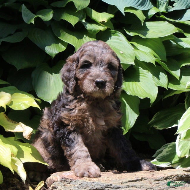 Irish Doodle dogs Max - Ad 2