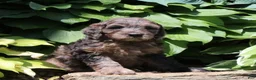 Irish Doodle dogs for sale: Max - Ad 2