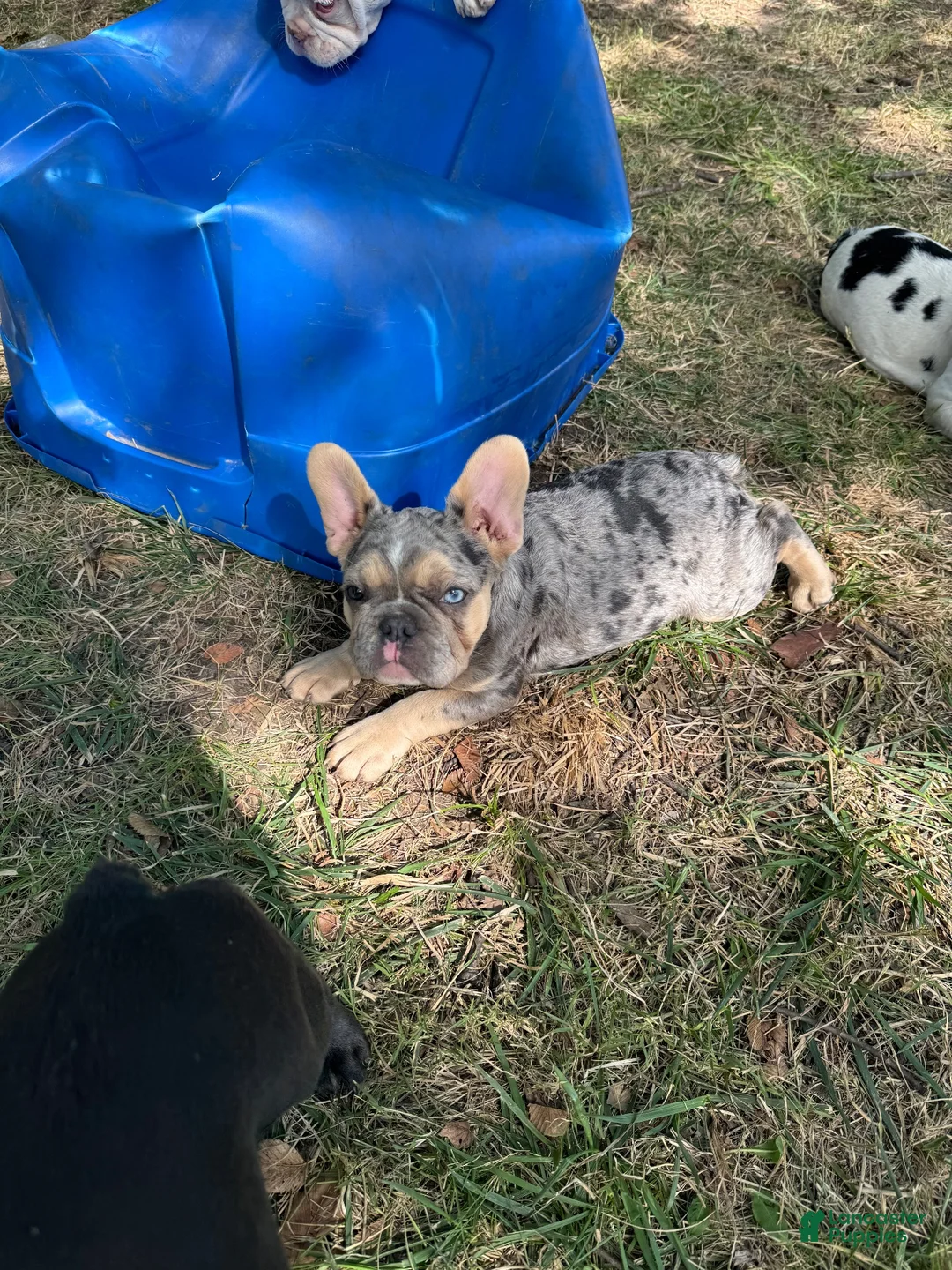 French Bulldog dogs for sale: French Bulldog 1 - Ad 4