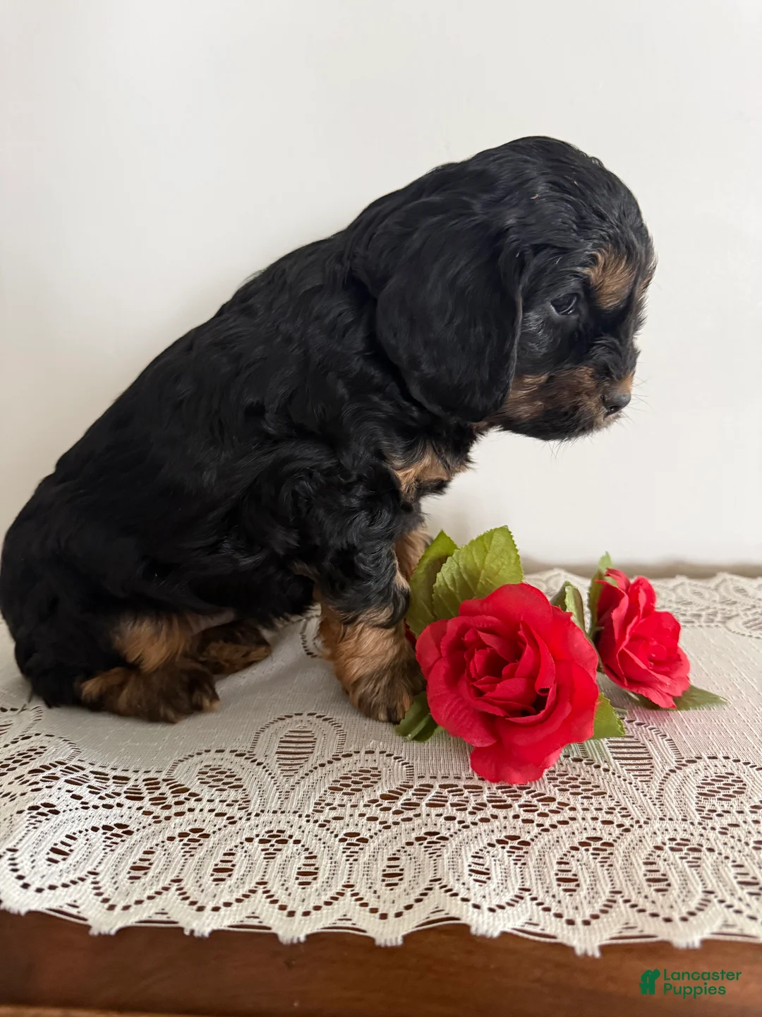 Cockapoo dogs for sale: Cockapoo Puppy 5 - Ad 2