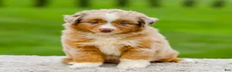 Miniature Australian Shepherd dogs for sale: Garret - Ad 6