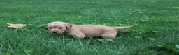 Golden Retriever dogs for sale: Golden Retriever 1 - Ad 3