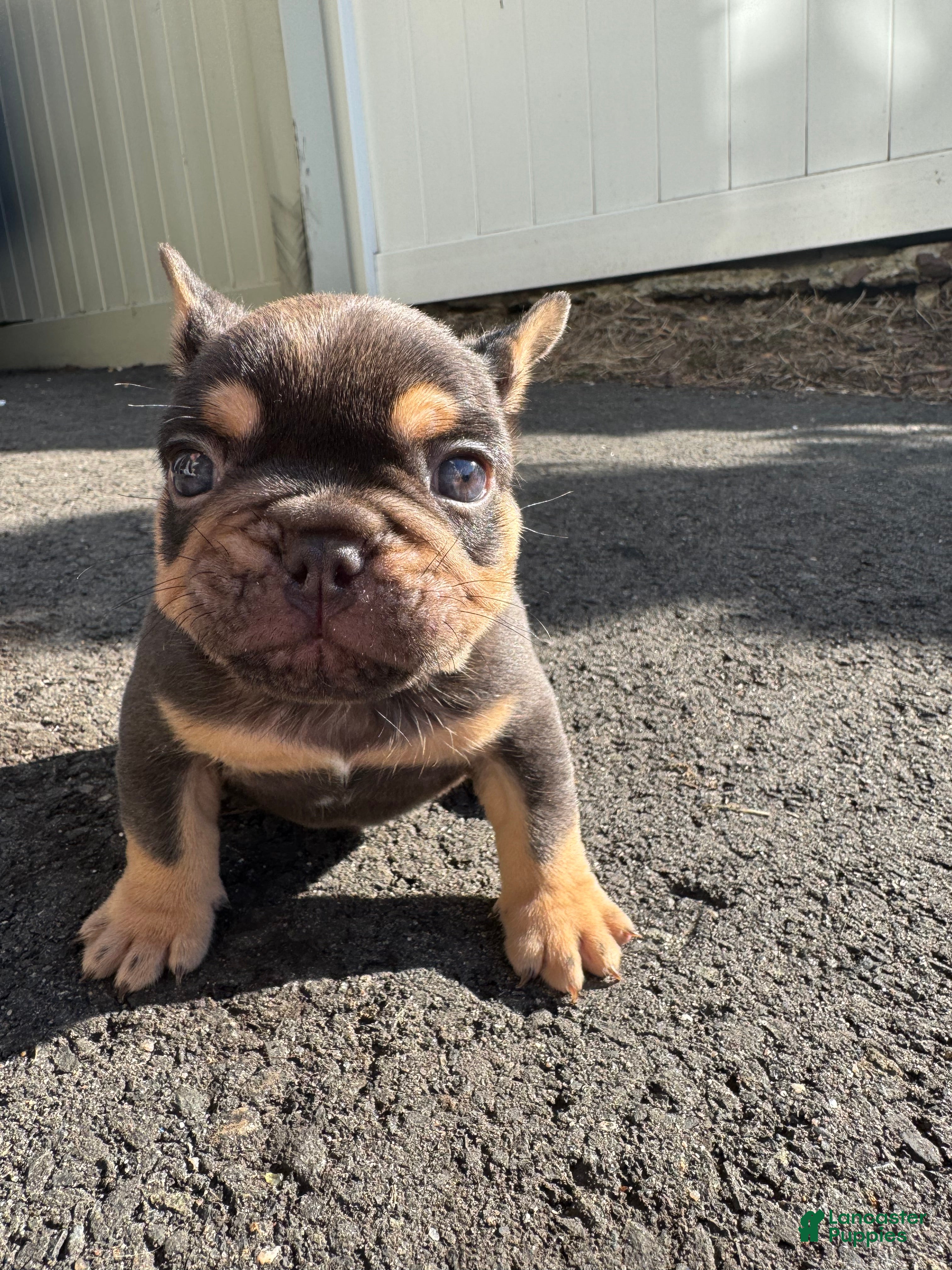 French Bulldog dogs Grizzly - Ad 1