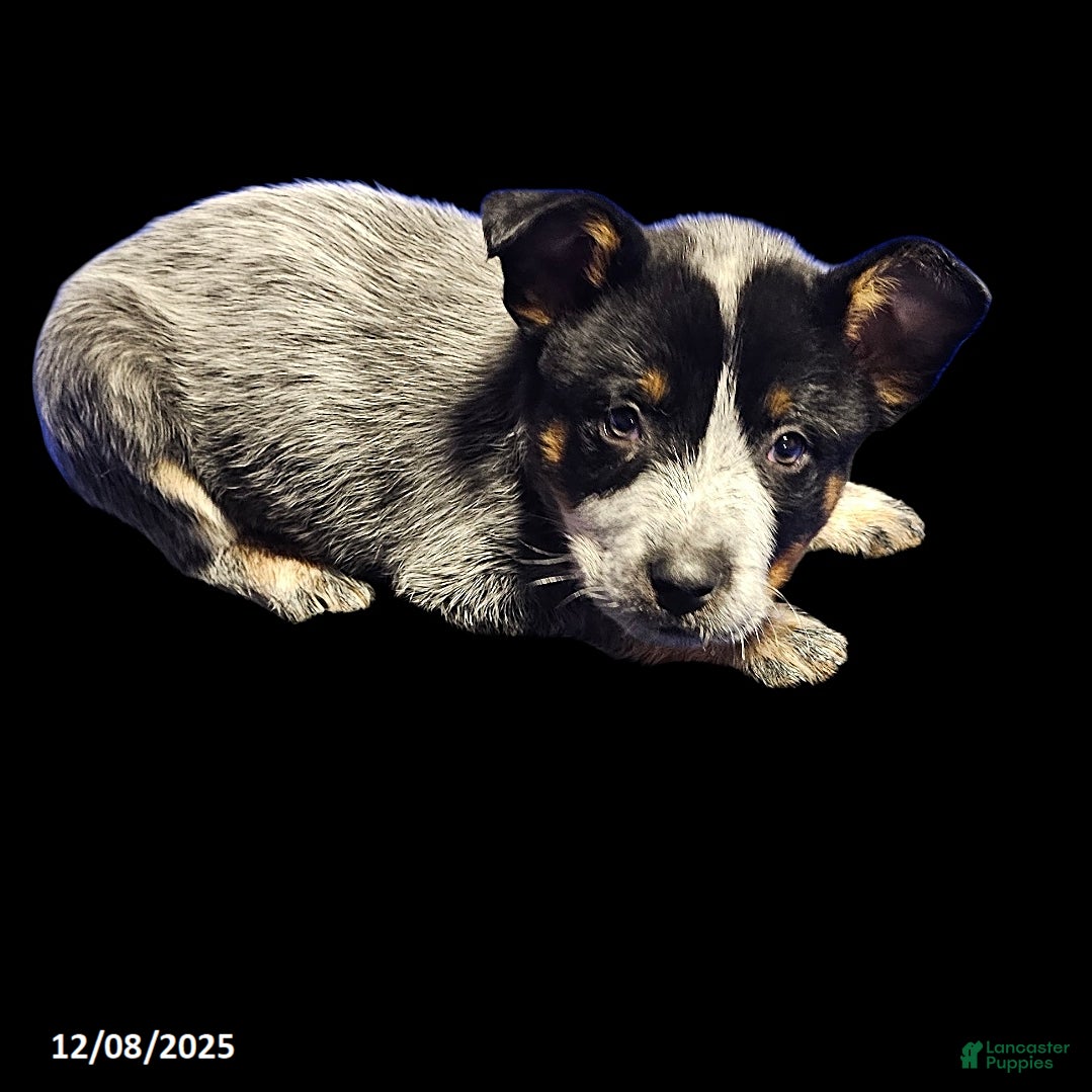 Australian Cattle Dog dogs Jingles - Ad 9