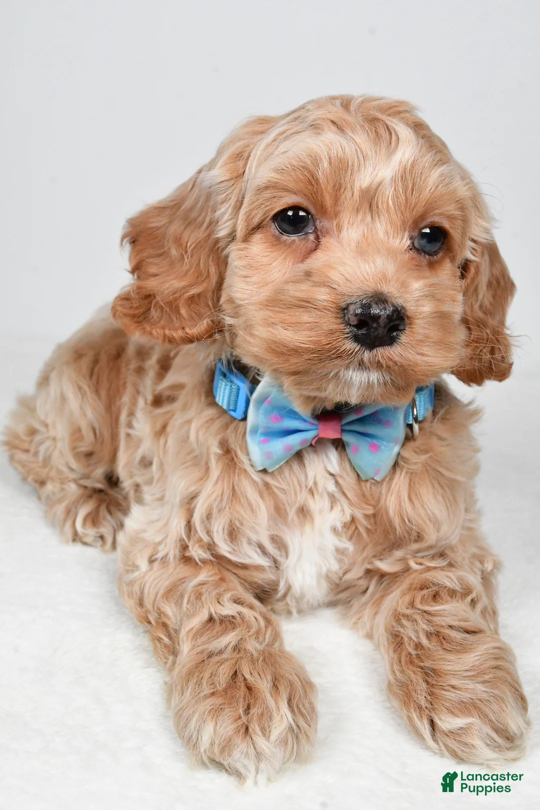 Cockapoo dogs for sale: Preston - Ad 4