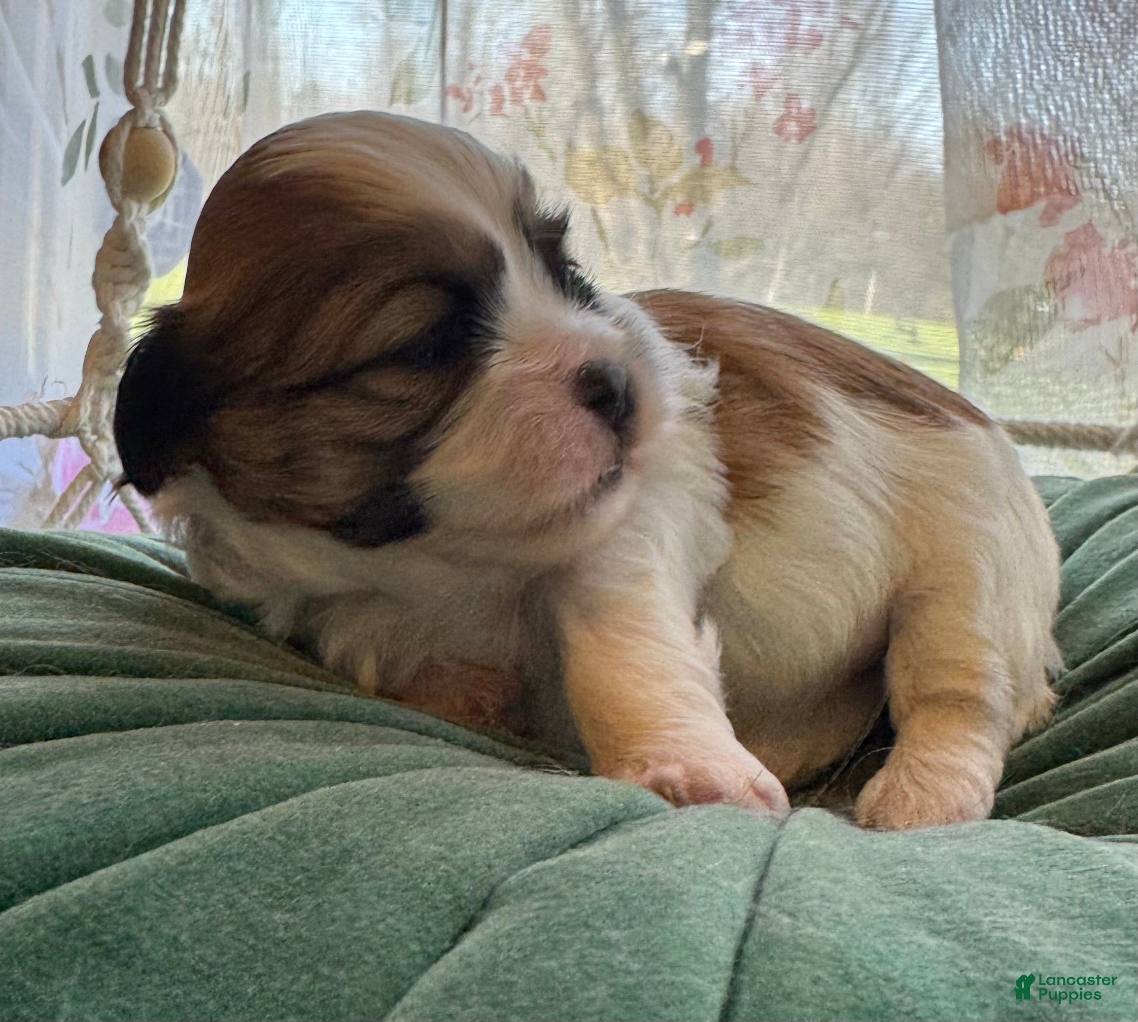 Mixed Breed dogs Cindy - Ad 1