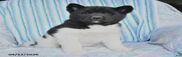Akita dogs for sale: Kayla - Ad 5