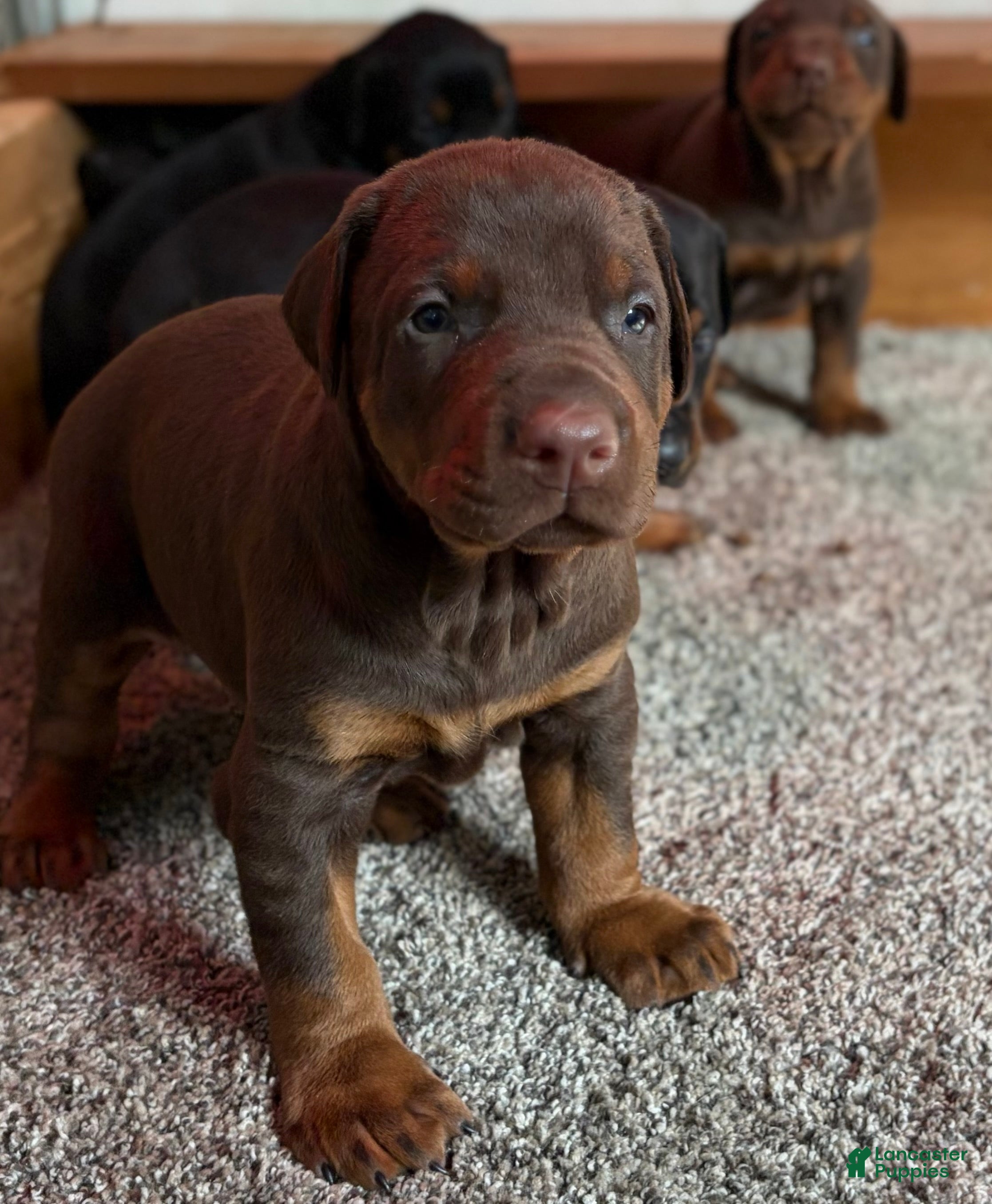 Doberman Pinscher dogs Doberman Pinscher Puppy 1 - Ad 2