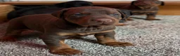 Doberman Pinscher dogs for sale: Doberman Pinscher Puppy 1 - Ad 5