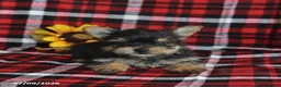 Morkie dogs for sale: Pepper - Ad 5