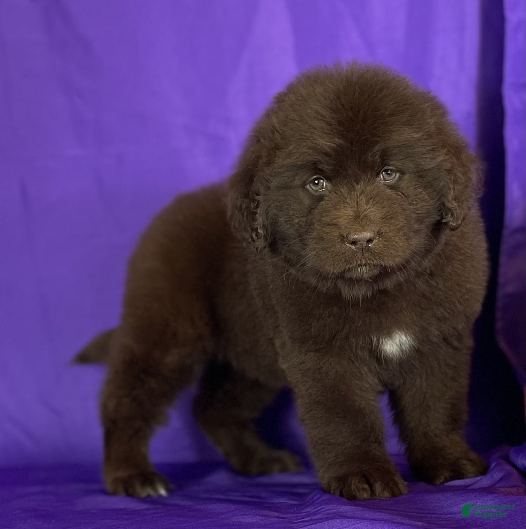 Newfoundland dogs for sale: Velvet - Ad 5